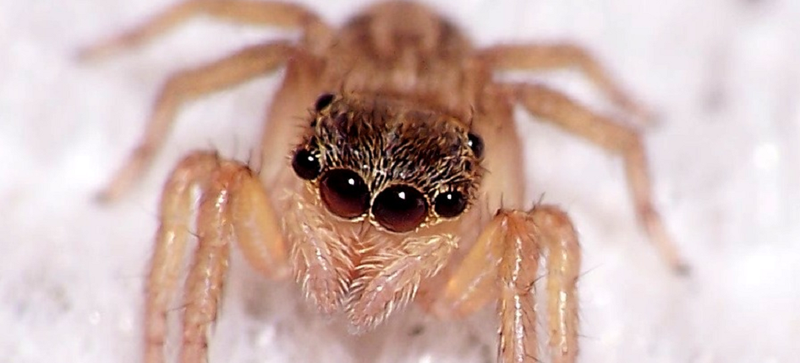 Illustration for article titled This Is How to Find the Spiders That Are Staring At You in the Dark